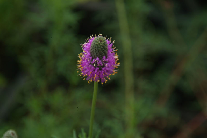 Dalea purpurea syn. Petalostemon purpureum bestellen